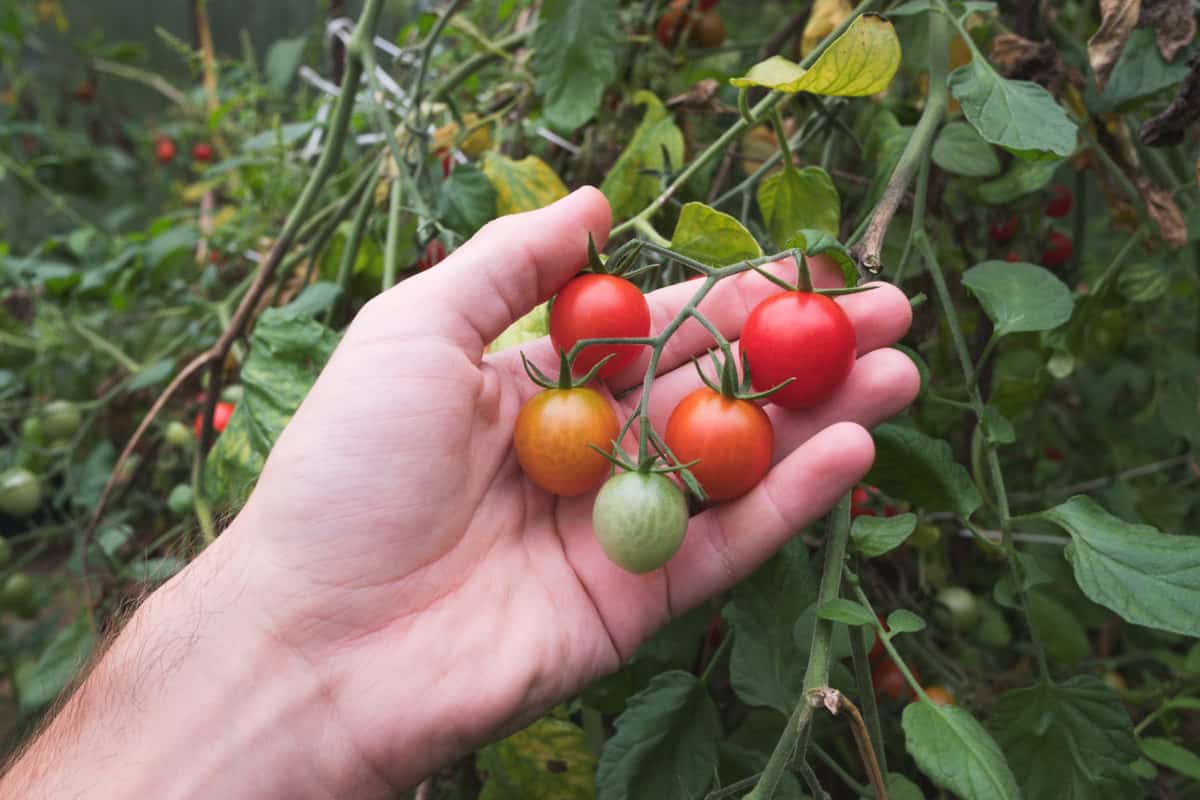 How When To Pick Tomatoes Probably Not When You Think Tomato Bible