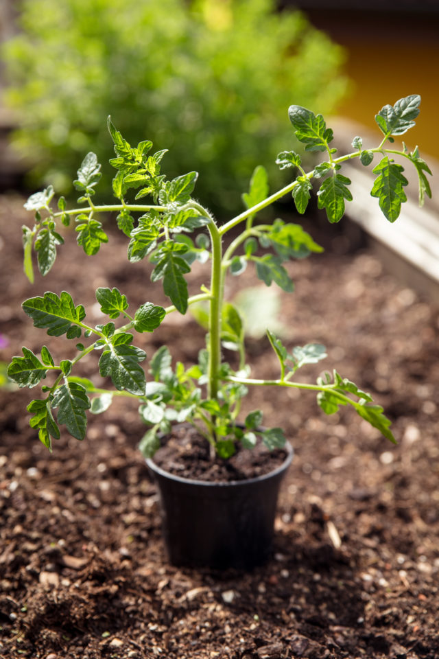 Cultiver des tomates dans des plates bandes surélevées tout ce que