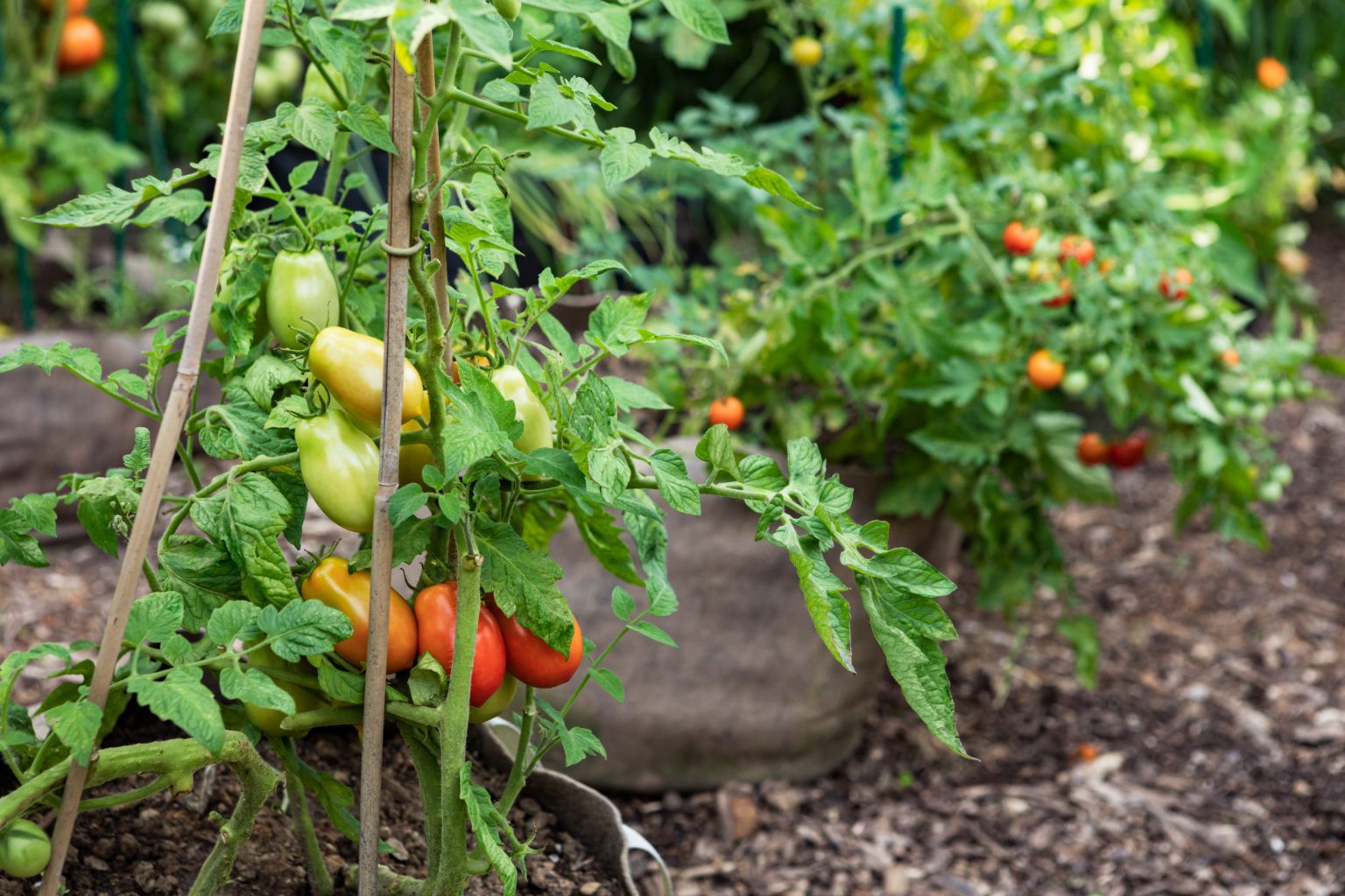 The Perfect Potting Soil Mix For Growing Tomatoes In Pots Tomato Bible