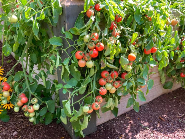 diy-tomato-planters-from-5-gallon-buckets-with-images-tomato