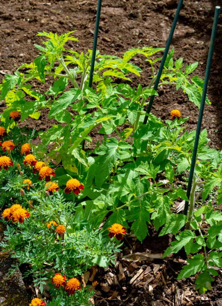 5-reasons-to-plant-marigolds-with-your-tomato-plants-tomato-bible