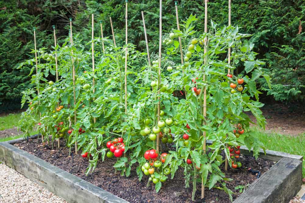 Best Vegetables To Grow In Raised Beds - timshacoleman
