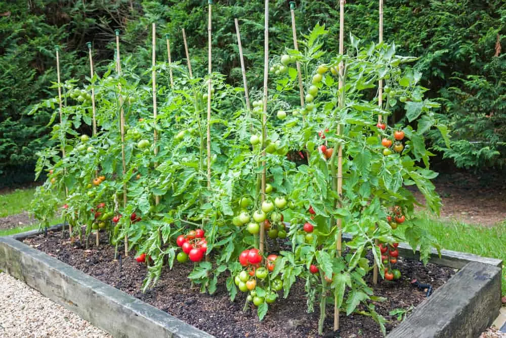 Growing Tomato Plants  General Planting & Growing Tips – Bonnie Plants