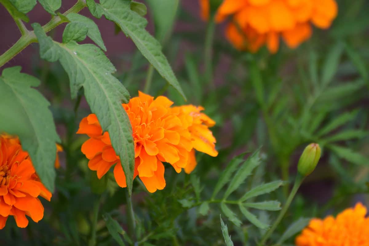 5 Reasons To Plant Marigolds With Your Tomato Plants Tomato Bible