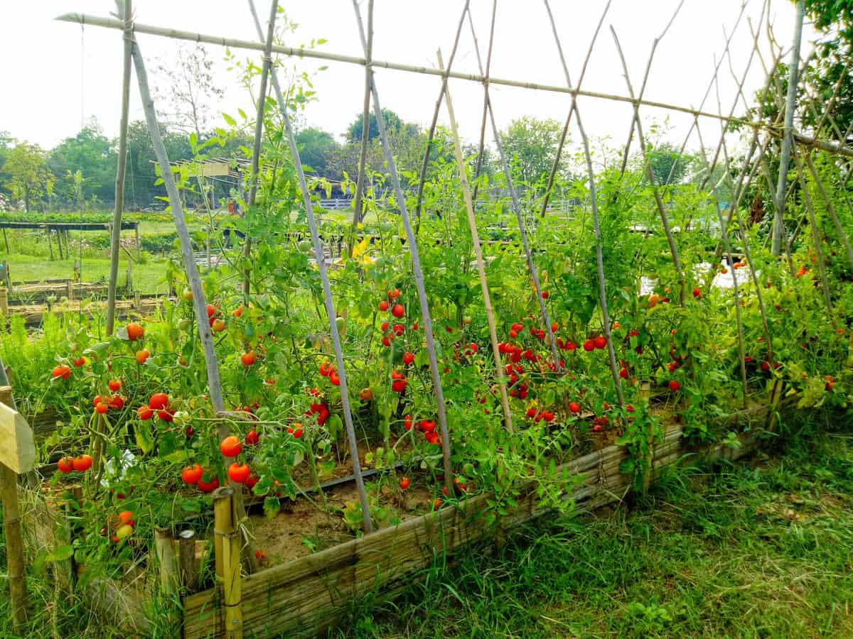 grow-tomatoes-in-raised-beds-everything-you-need-to-know-tomato-bible