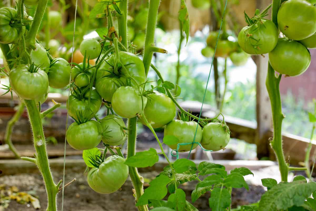 grow-tomatoes-in-raised-beds-everything-you-need-to-know-tomato-bible