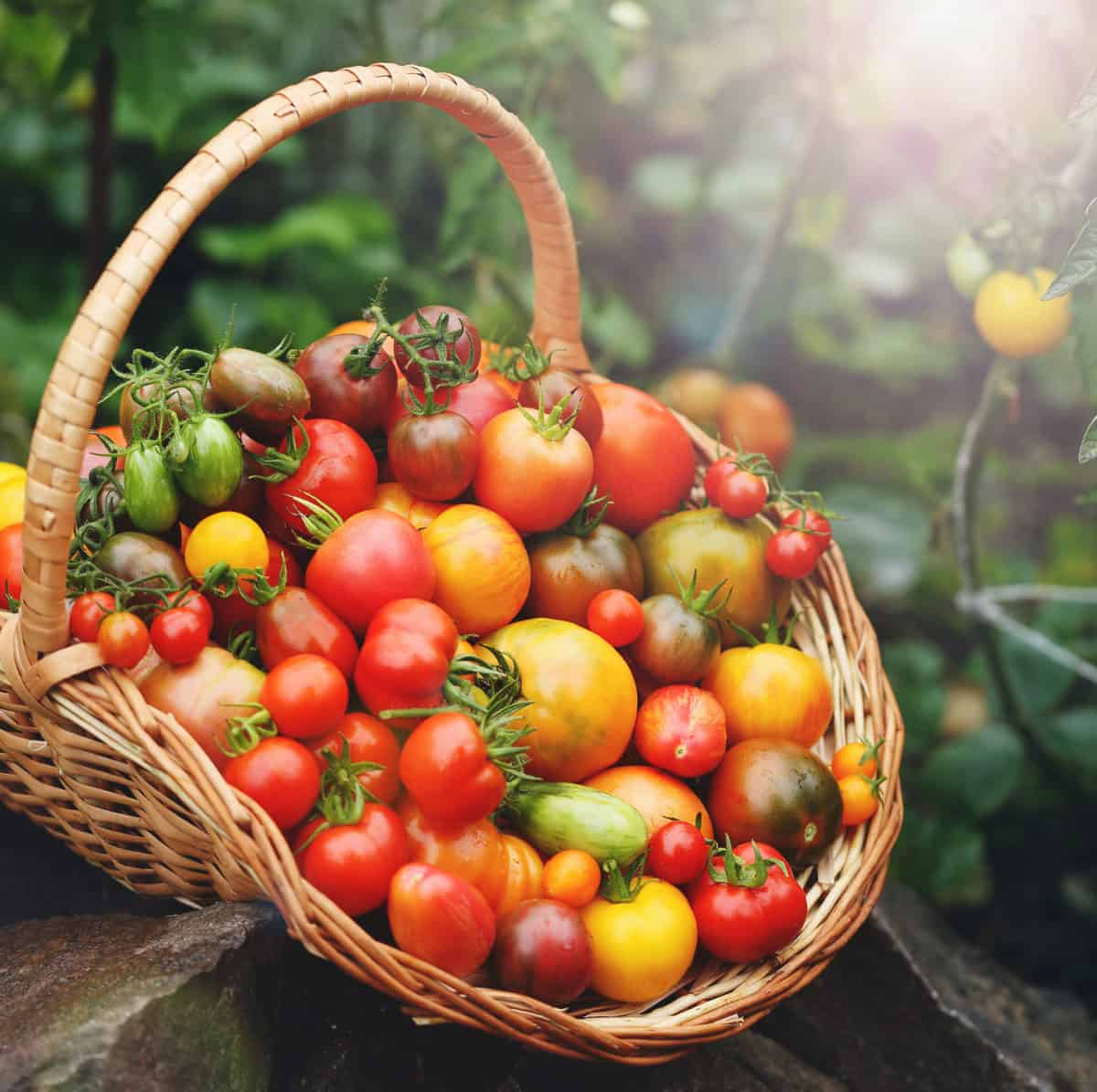 How To Choose the Healthiest Tomato Plants at the Nursery - Tomato Bible