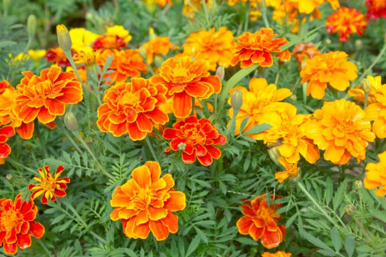 5 Reasons To Plant Marigolds With Your Tomato Plants - Tomato Bible