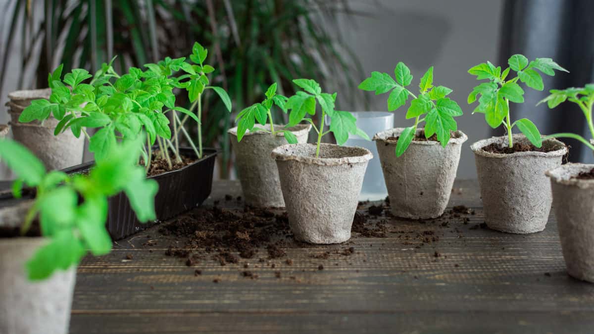 Planting Tomato Seeds: Everything You Need To Know - Tomato Bible