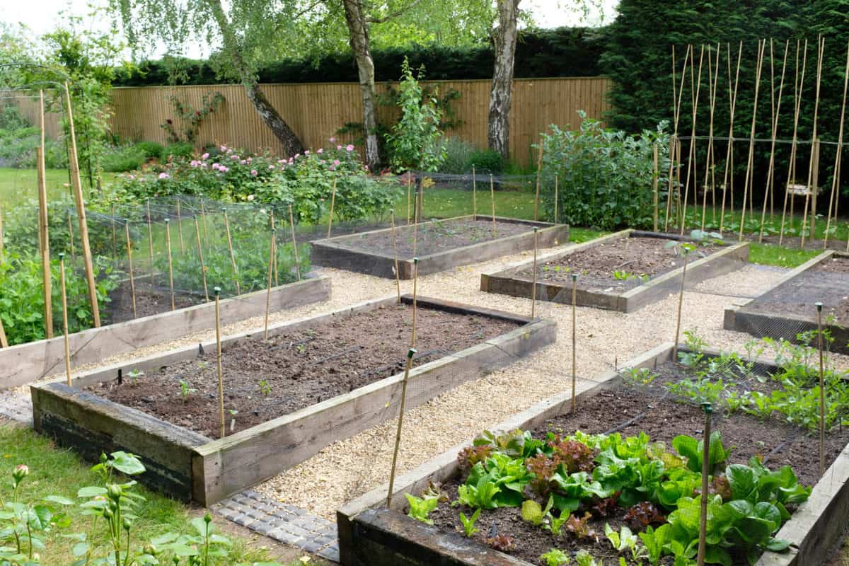 Grow Tomatoes In Raised Beds Everything You Need To Know Tomato Bible