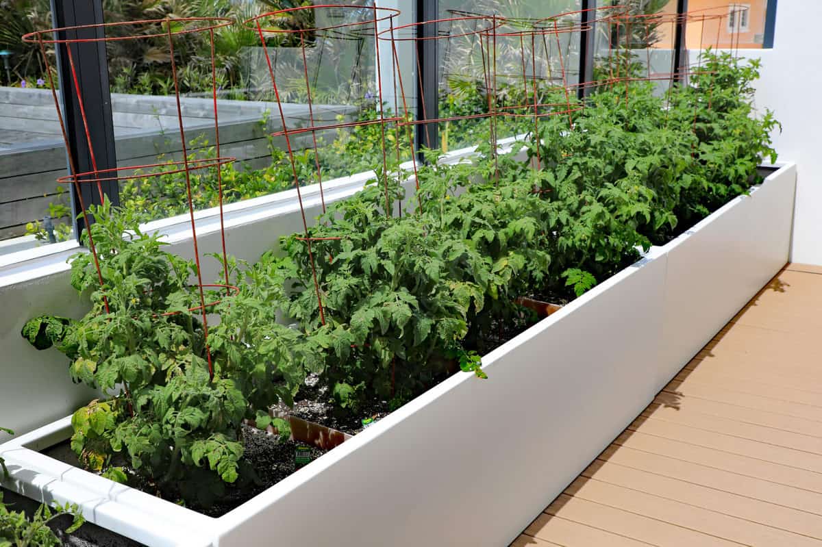 Grow Tomatoes In Raised Beds Everything You Need To Know Tomato Bible