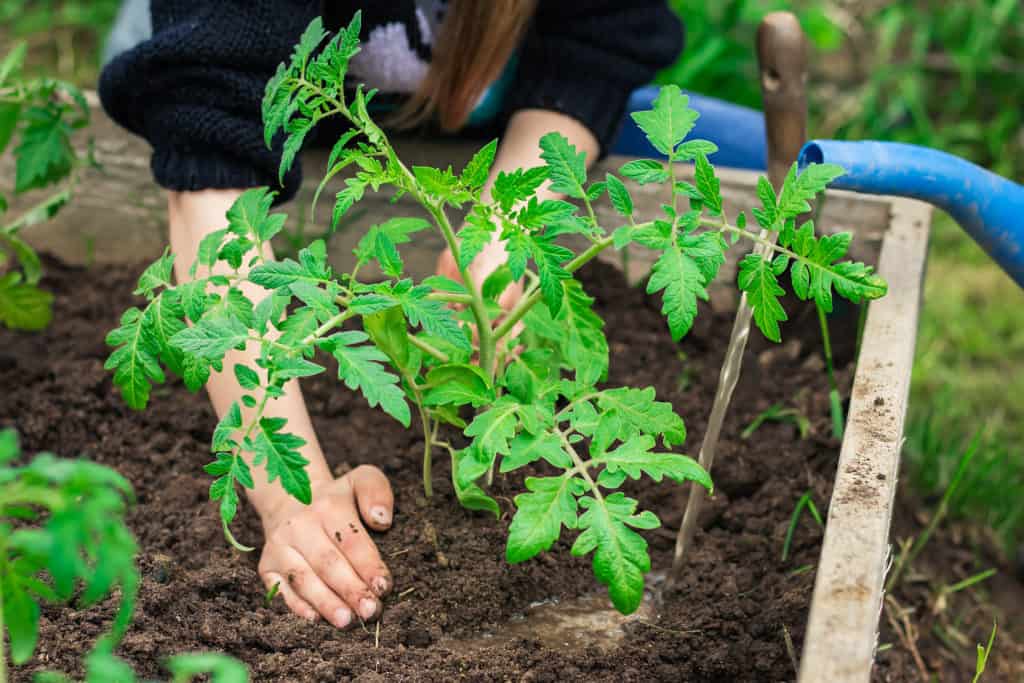 8 Steps To Transplant Tomato Plants The Right Way Tomato Bible