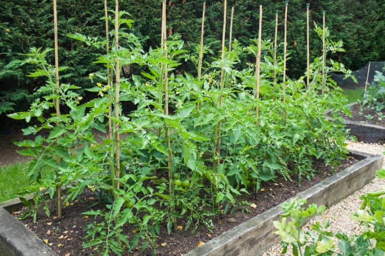 grow-tomatoes-in-raised-beds-everything-you-need-to-know-tomato-bible