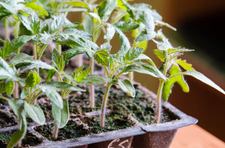 How To Choose the Healthiest Tomato Plants at the Nursery - Tomato Bible