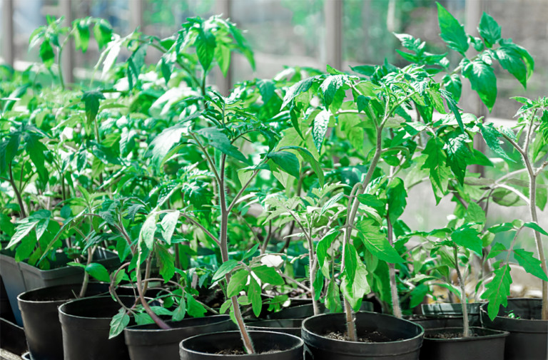 How To Choose The Healthiest Tomato Plants At The Nursery Tomato Bible