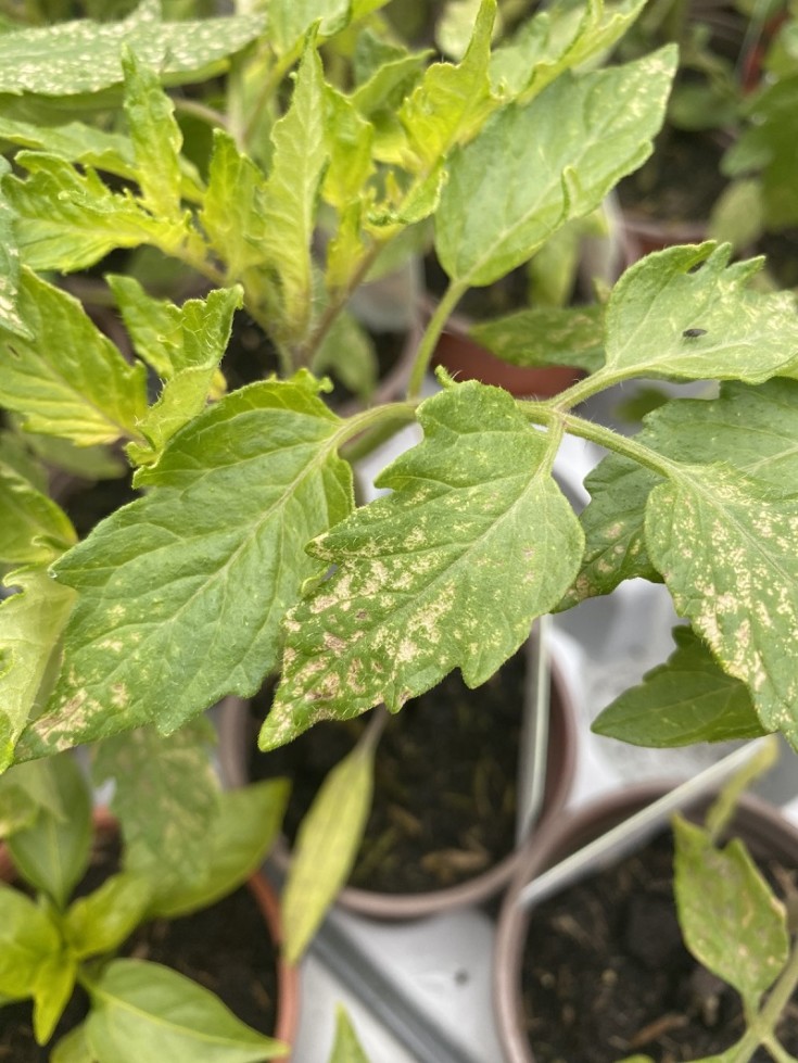 3 Signs of Frost Damage in Young Tomato Plants - Tomato Bible