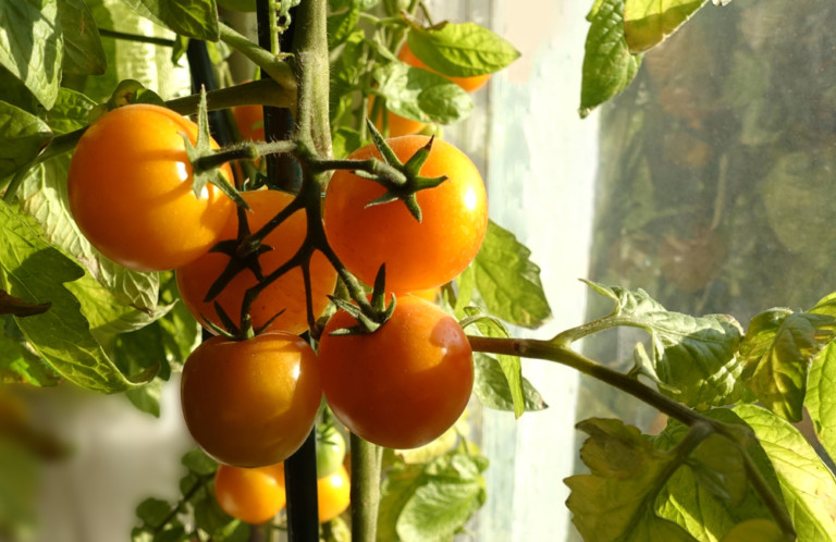 How To Grow Tomatoes Indoors Enjoy Tomatoes All Year Round Tomato Bible