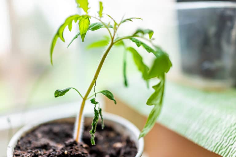 9 Reasons For Wilting Tomato Plants & How To Fix It Tomato Bible