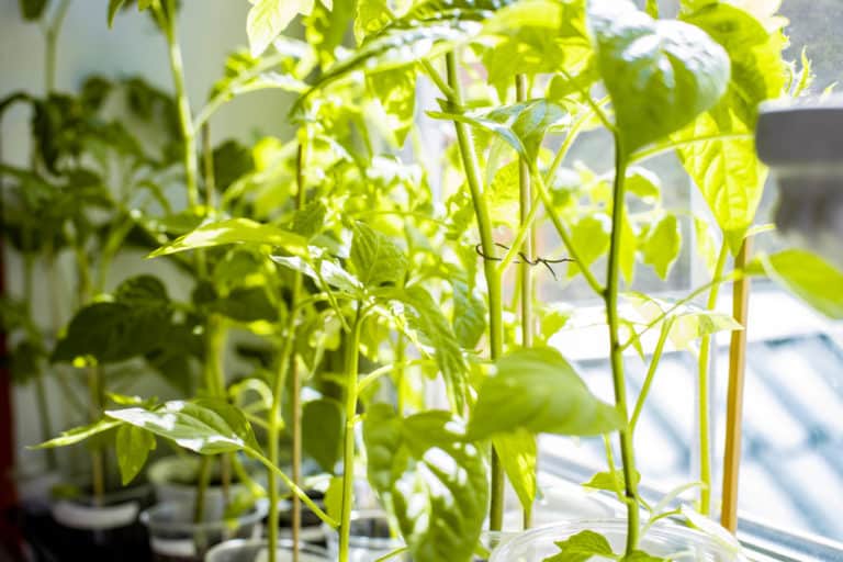 How to Grow Tomatoes Indoors – Enjoy Tomatoes All Year Round - Tomato Bible