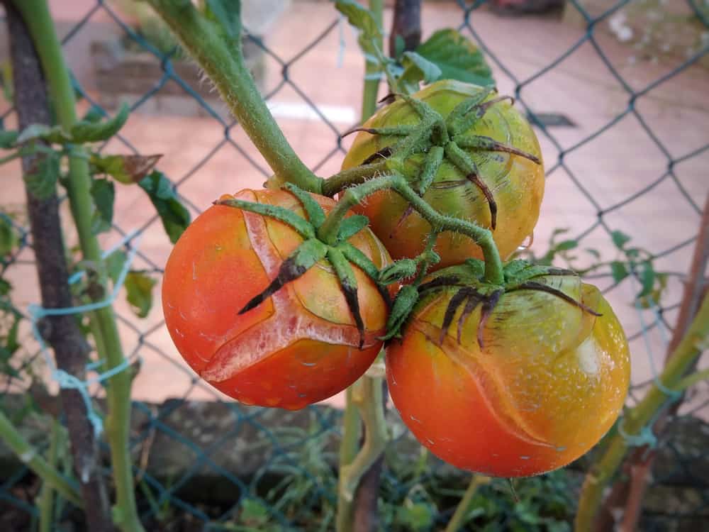 Watering Tomato Plants - How To, Often & How Much - Tomato Bible