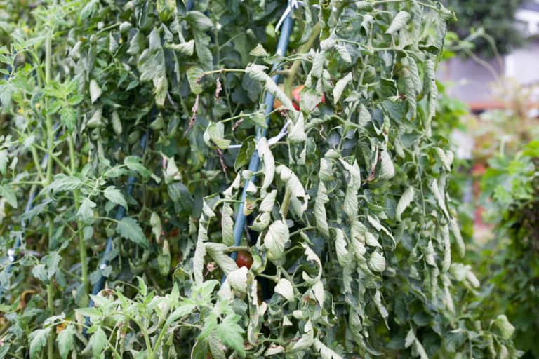 9 Reasons For Wilting Tomato Plants And How To Fix It Tomato Bible 0847