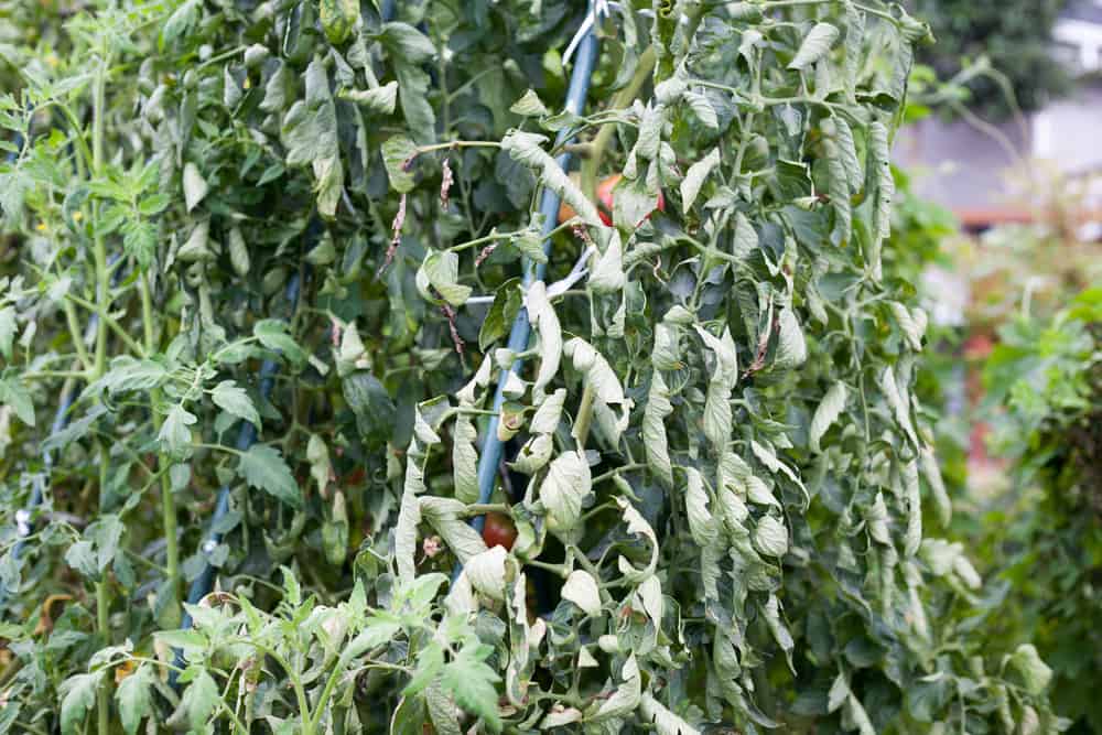Reasons For Tomato Plants & How To Fix It - Tomato