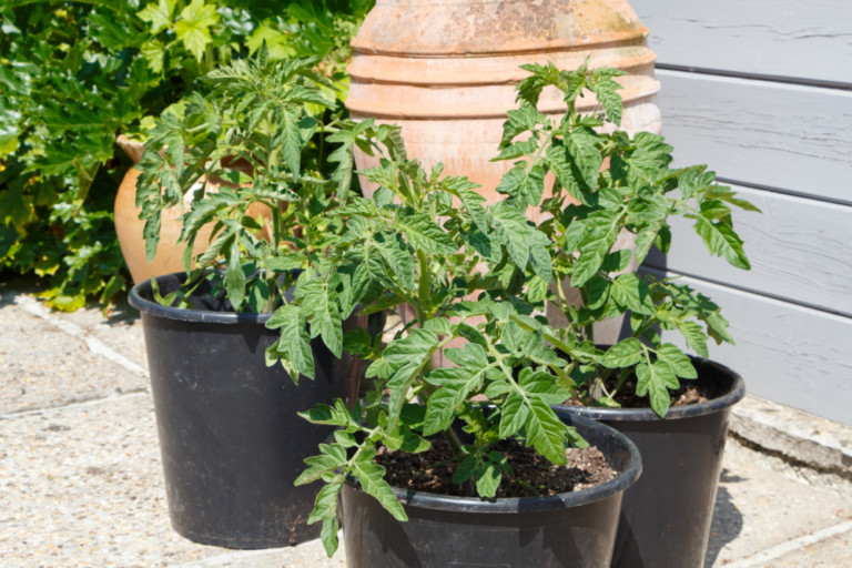 9 Secrets For Growing Tomatoes In Pots - Tomato Bible