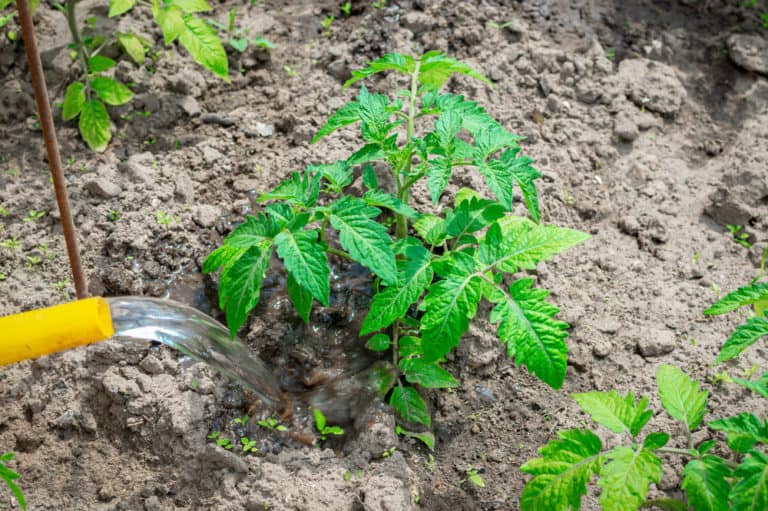 7 Reasons Your Tomato Leaves Are Turning Yellow & How To Fix It ...