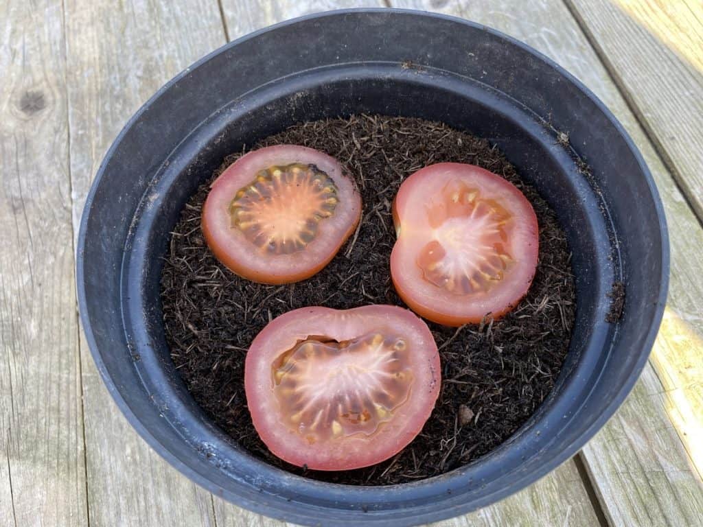 You Grow Tomato Plants from Sliced Tomato? Tomato Bible