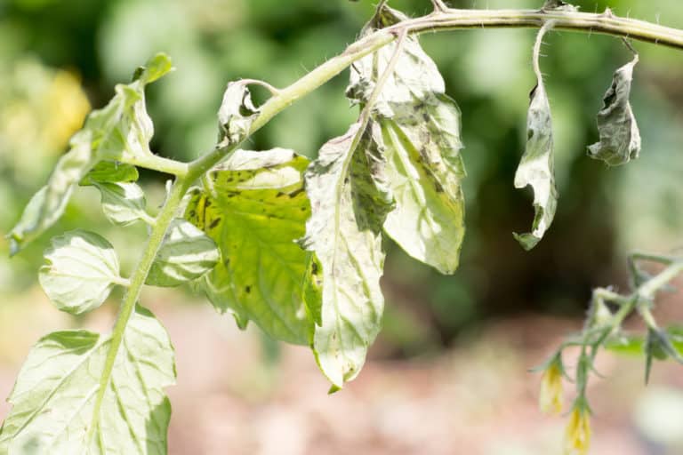 9 Reasons For Wilting Tomato Plants & How To Fix It - Tomato Bible