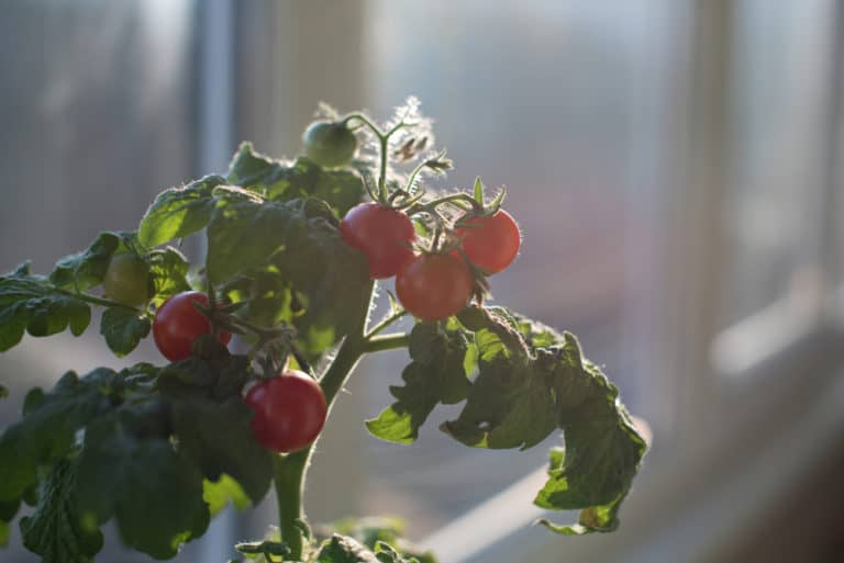 9 Secrets For Growing Tomatoes In Pots - Tomato Bible