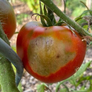 8 Tips To Protect Tomato Plants From Extreme Heat - Tomato Bible