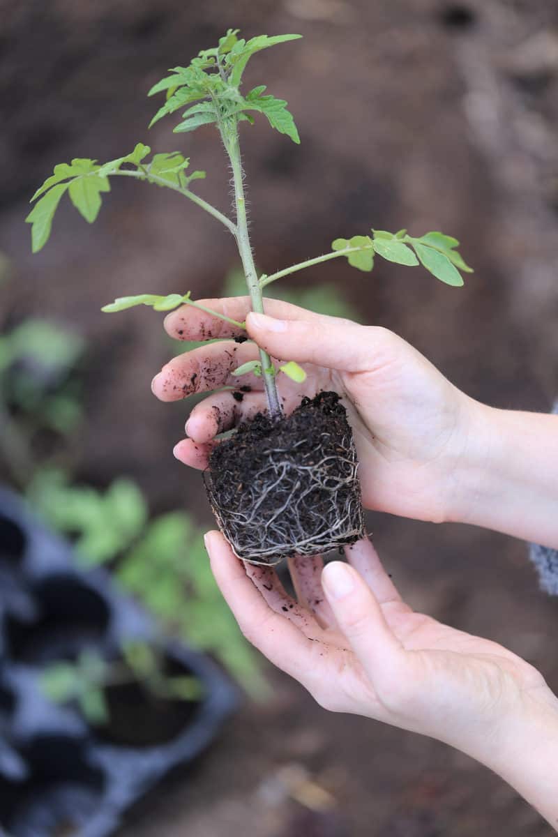 8 Steps To Transplant Tomato Plants The Right Way Tomato Bible