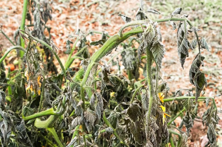 Will wilted tomato plants recover Idea