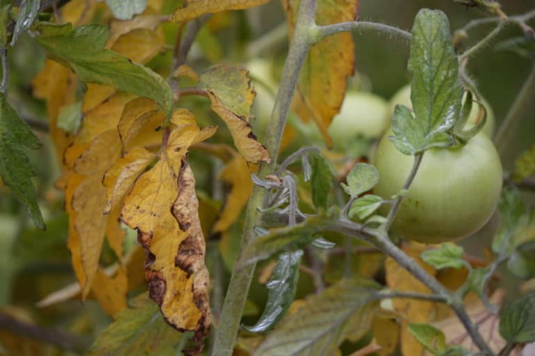 7 Reasons Your Tomato Leaves Are Turning Yellow And How To Fix It Tomato Bible