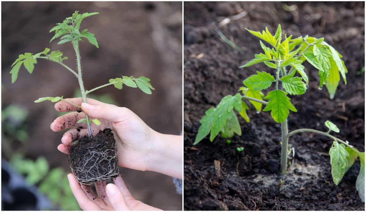 8 Steps To Transplant Tomato Plants The Right Way Tomato Bible