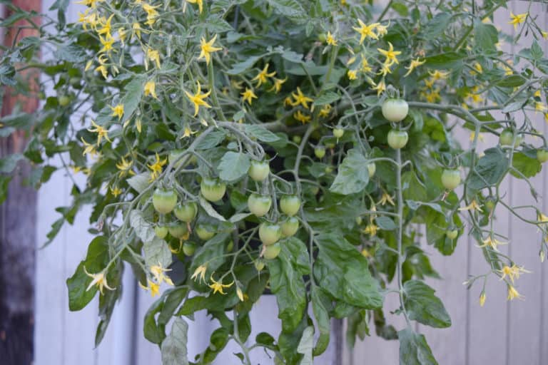 Growing Tumbling Tom Tomatoes From Seed