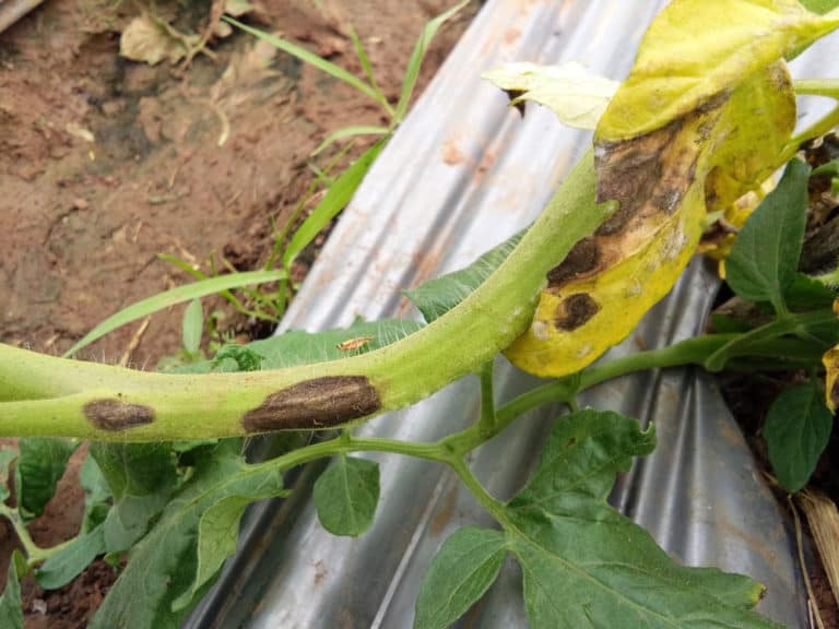 5 Common Tomato Stem Problems & How To Fix Them - Tomato Bible