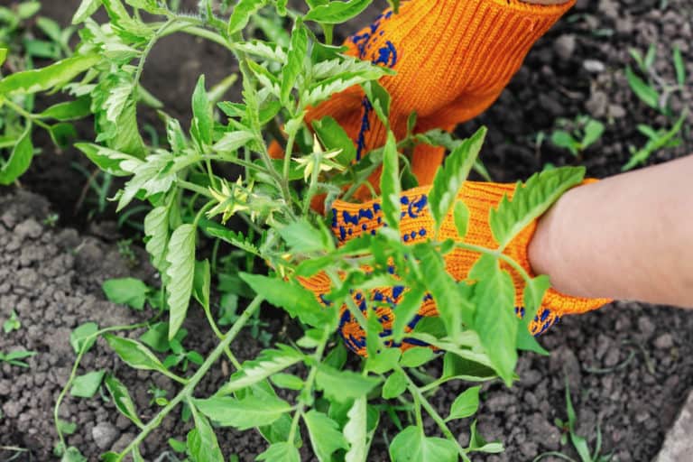 Plant Tomatoes Deep Or Sideways The Secret To Your Best Harvest Ever