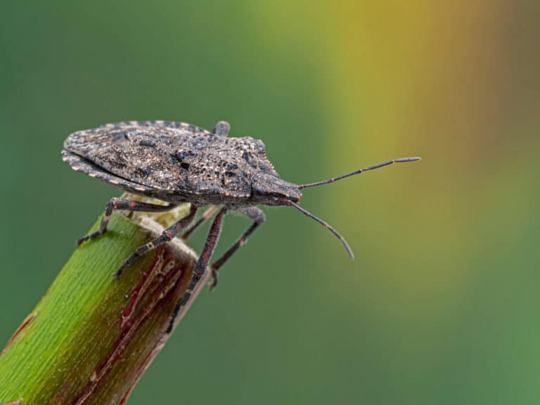 8 Bugs You Want To See On Your Tomato Plants - Tomato Bible