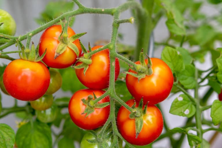 Green Shoulders - Why Won’t The Tops Of My Tomatoes Ripen? - Tomato Bible