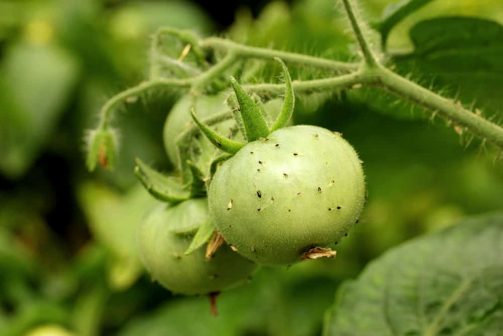 10 Tomato Pests That Pose a Threat to Your Tomato Plants - Ames Farm Center