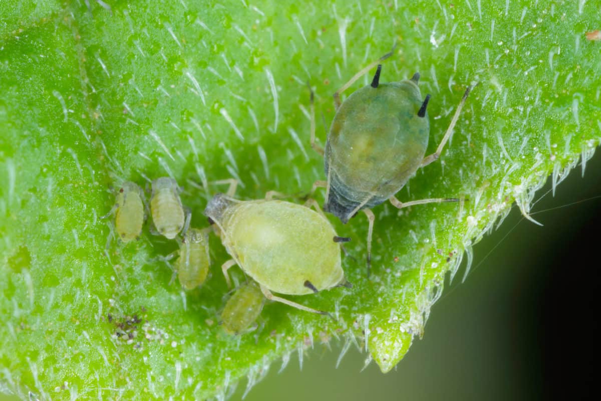 How To Get Rid of Aphids on Tomato Plants - Tomato Bible