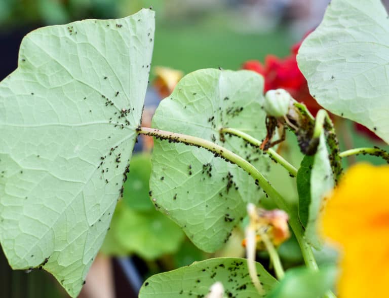 how-to-get-rid-of-aphids-on-tomato-plants-tomato-bible