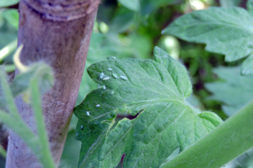 How To Get Rid of Aphids on Tomato Plants - Tomato Bible