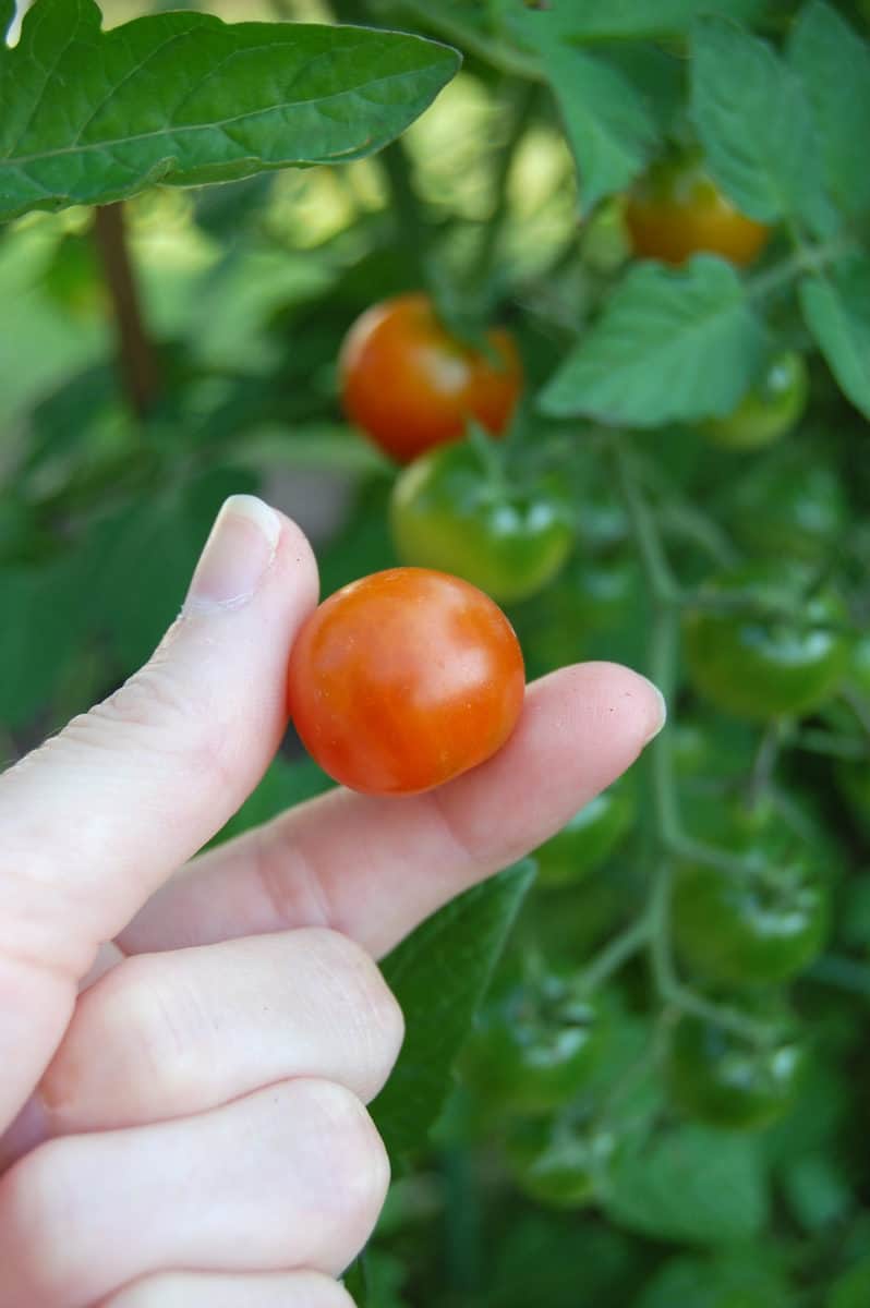 How & When To Pick Tomatoes (Probably Not When You Think) - Tomato Bible