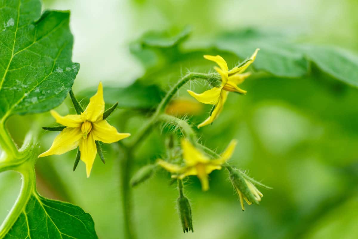 Why Are My Blooms Falling Off My Tomato Plants at Michelle Dryden blog