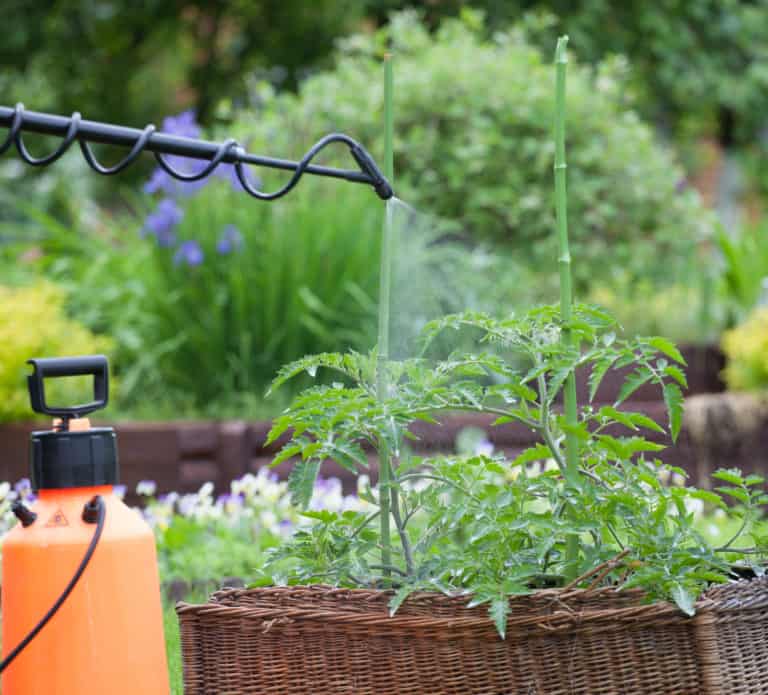 How To Get Rid of Aphids on Tomato Plants - Tomato Bible