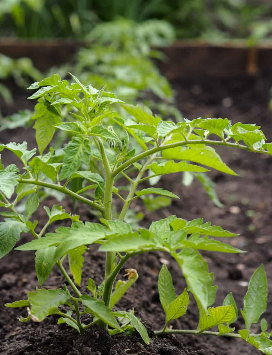 Tomato Plant Spacing How Far Apart To Plant Tomato Plants Tomato Bible   Tomato Row 1180x1536 