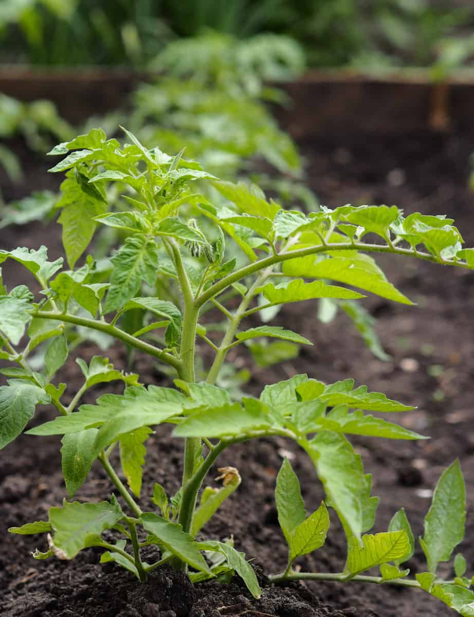 Tomato Plant Spacing How Far Apart To Plant Tomato Plants Tomato Bible   Tomato Row Scaled 